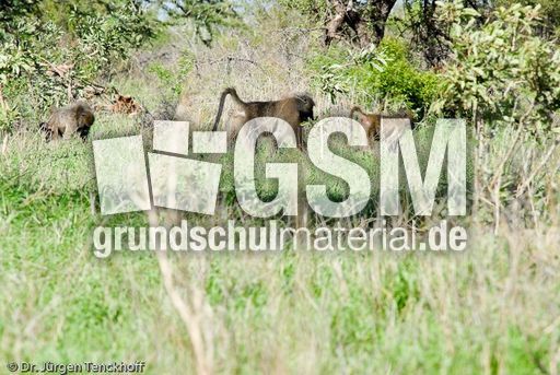 Tschakma Pavian (3 von 48).jpg